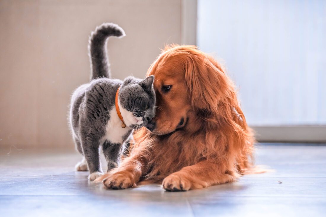 CCAS Pet Blessing Scheduled for Sunday